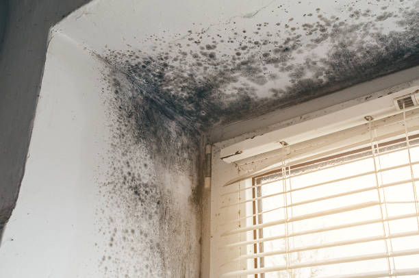 Affordable Mold Inspection And Testing solutions in Jamestown, NY